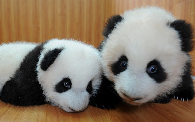 Resultado de imagen de panda bebe